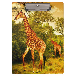 Pranchetas Sul - girafas africanos