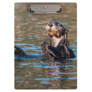Pranchetas Sunny Sea Otter