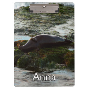 Pranchetas Sunset Lit Harbor Seal II em San Diego