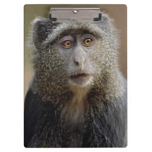 Pranchetas Sykes ou Macaco Azul, Cercopithecus mitis,