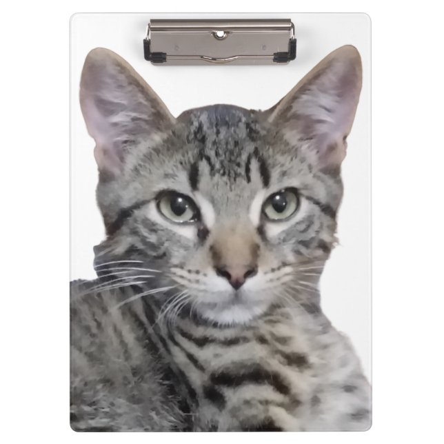 Pranchetas Tabby Kitten (Frente)