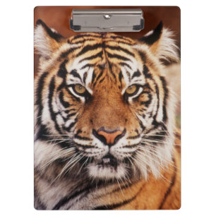 Pranchetas Tigre-de-sumatra