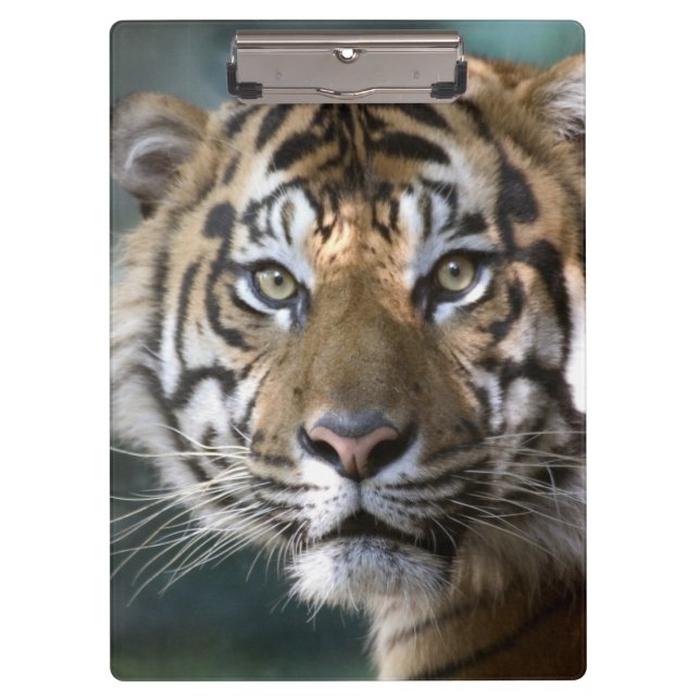 Pranchetas Tigre-de-sumatra macho (Panthera tigris sumatrae) (Frente)