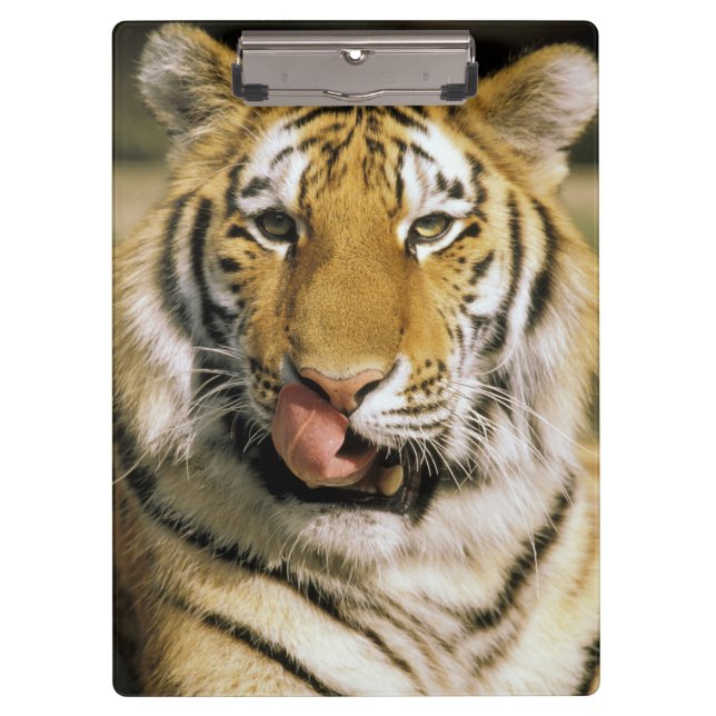 Pranchetas Tigre Zoológico de Michigan (Frente)