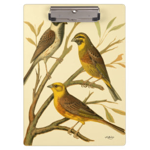 Pranchetas Três Aves Domésticas Perecidas num Ramo