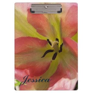 Pranchetas Tulipa Rosa e Amarela 