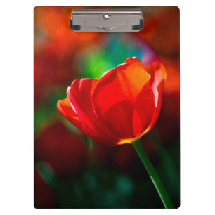 Pranchetas Tulipa vermelha - Mistério de florescência