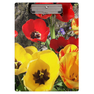 Pranchetas Tulipas Amarelas e Vermelhas