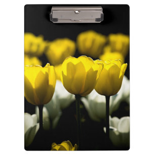 Pranchetas Tulipas Amarelo E Branco