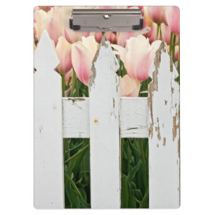 Pranchetas tulipas cor-de-rosa e cerca velha