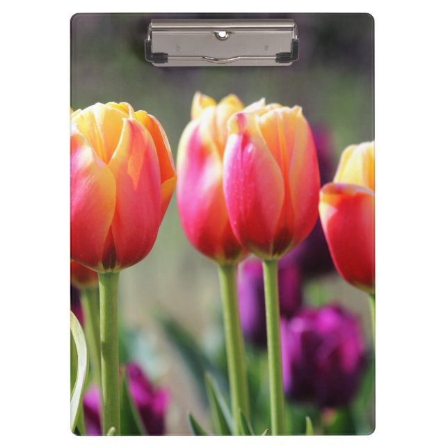Pranchetas Tulipas de queda Achama (Frente)