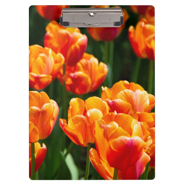 Pranchetas Tulipas laranja-claras no parque (Frente)