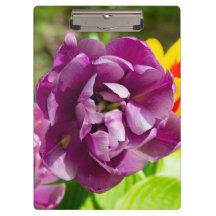 Tulipas lilás num dia ensolarado