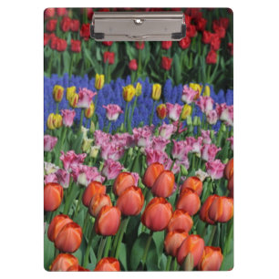 Pranchetas Tulipas primavera coloridas