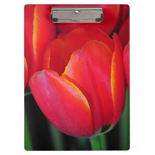 Pranchetas Tulipas primavera vermelhas
