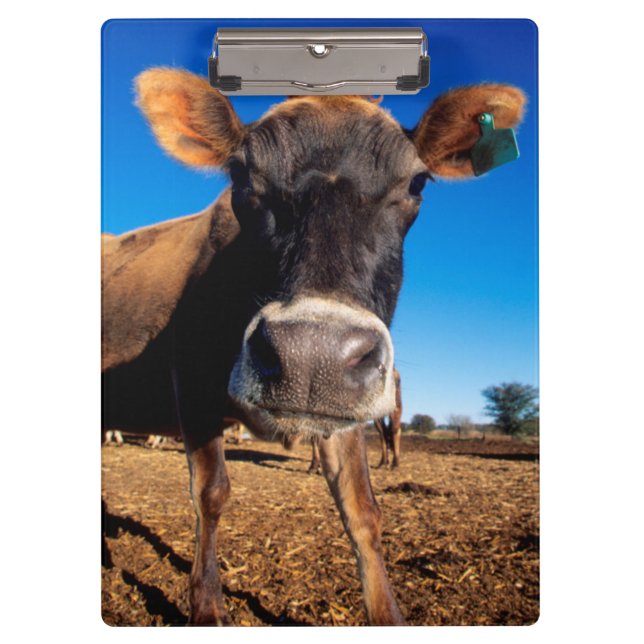 Pranchetas Uma vaca Jersey sendo curiosa (Frente)