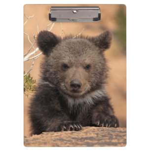 Pranchetas Urso Cub do urso