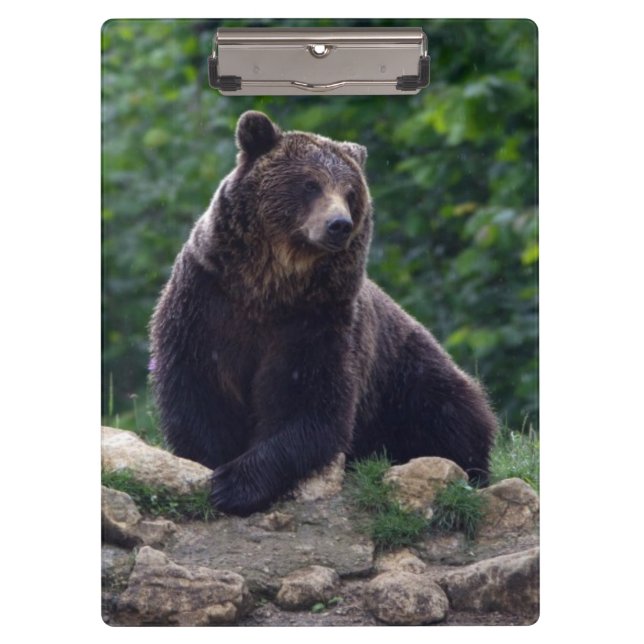 Pranchetas Urso de Brown (Frente)