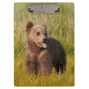 Pranchetas Urso engraçado do bebê das imagens de Getty