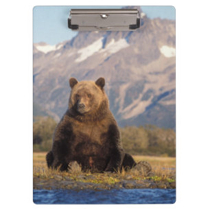 Pranchetas urso pardo, Ursus arctos, urso cinzento, Ursus