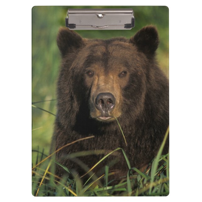 Pranchetas urso pardo, Ursus arctos, urso cinzento, Ursus 9 (Frente)