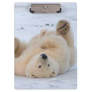 Pranchetas urso polar, Ursus maritimus, filhote rolando 3