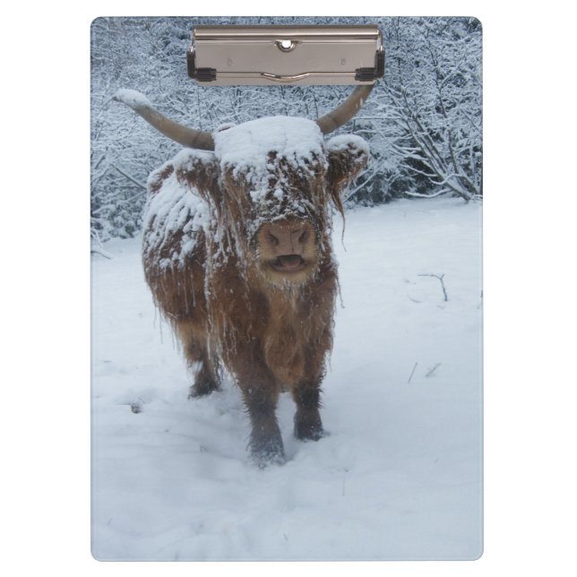 Pranchetas Vaca Do Highland Na Área De Transferência De Neve (Frente)