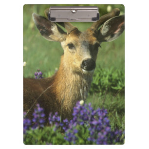 Pranchetas Veado-de-cauda-preta, Odocoileus hemionus