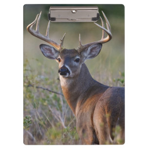 Pranchetas veado-mateiro Odocoileus virginianus