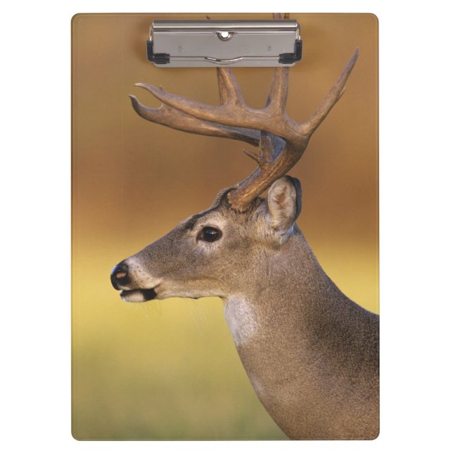 Pranchetas Veado-mateiro, Odocoileus virginianus, (Frente)