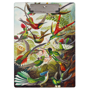 Pranchetas Vintage Hummingbird por Ernst Haeckel