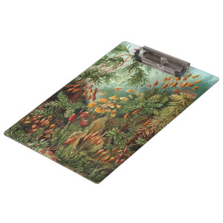 Pranchetas Vintage Muscinae, Moss Vegetais de Ernst Haeckel