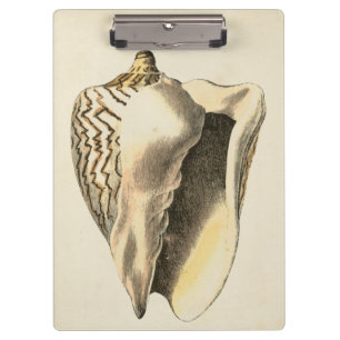 Pranchetas Vintage Sepia Conch Shell