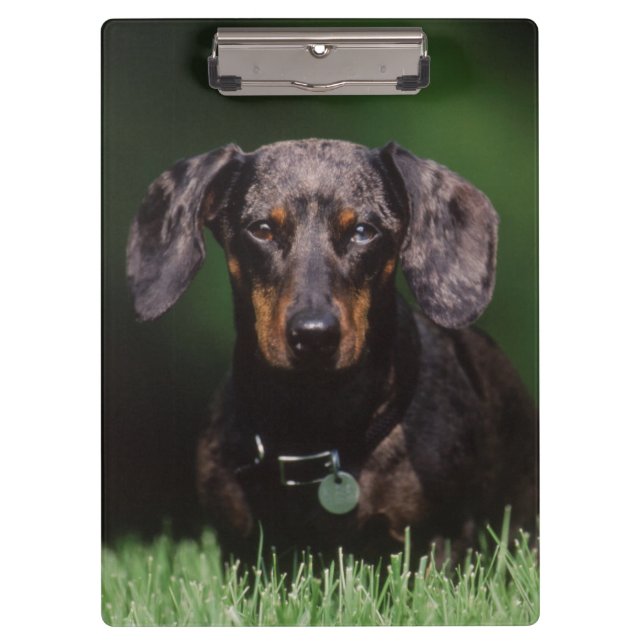 Pranchetas Vista de Dachshund de cor malhada (Frente)
