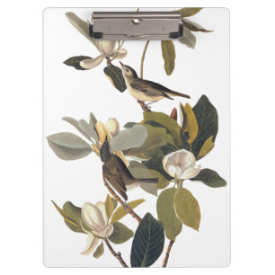 Pranchetas Warbling Flycatcher Kingbird Vintage Audubon