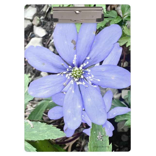 Pranchetas Whisper of the woods - lilac Wildflower in the for (Frente)