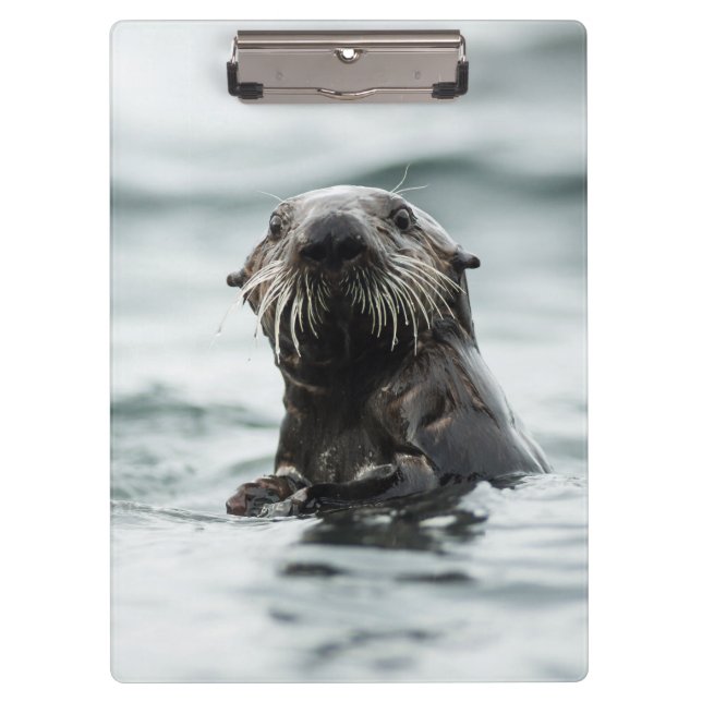 Pranchetas Wise Otter (Frente)