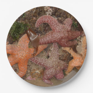 Prato De Papel A estrela do mar/estrelas de mar no canhão