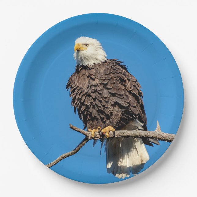 Prato De Papel Águia careca em um galho de árvore (Frente)