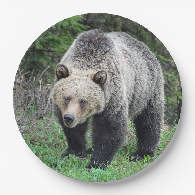 Prato De Papel Alaska Grizzly Bear Wildlife Photo (Frente)