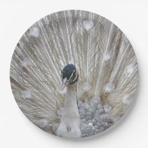 Prato De Papel Albino Peacock