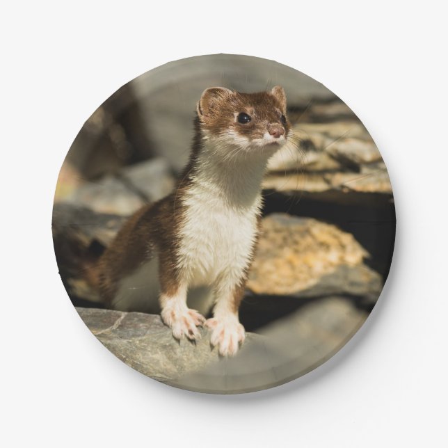 Prato De Papel Alerta Weasel (Frente)