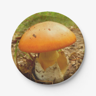 Prato De Papel Amanita Caesarea Papelão
