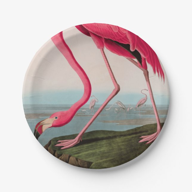 Prato De Papel American Flamingo Birds of America Audubon Impress (Frente)