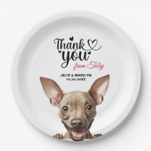 Prato De Papel American Hairless Terrier