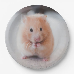 Prato De Papel Animais de amores de hamster