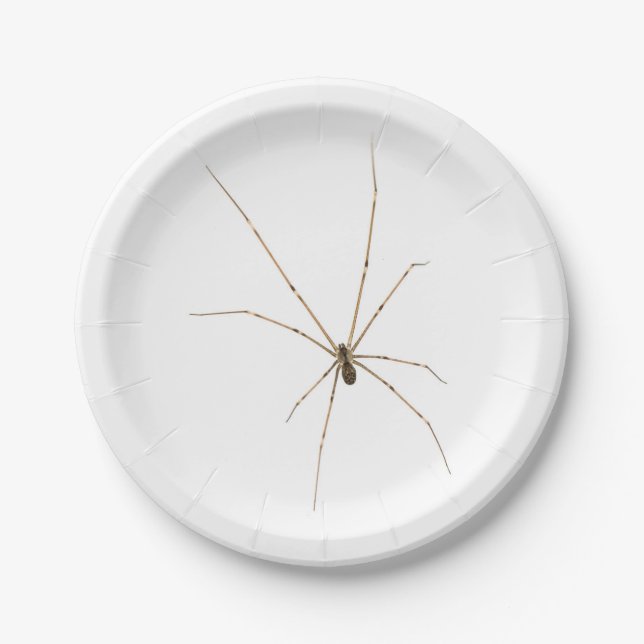 Prato De Papel Aranha (Frente)