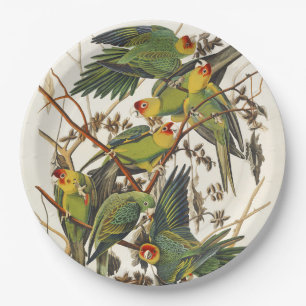 Prato De Papel Arte de Pássaro Periquito-da-Carolina Audubon Vint