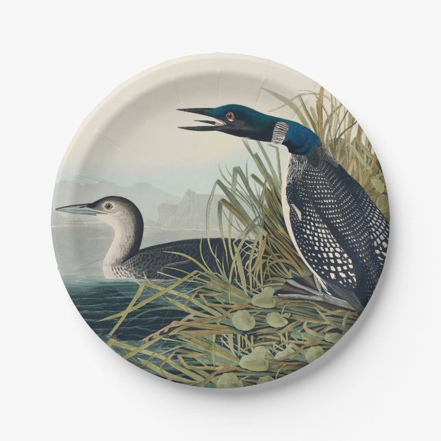 Prato De Papel Audubon Bird Loon Diver Classic (Frente)
