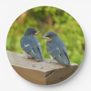 Prato De Papel Baby Barn Swallow Nature Bird Fotografia
